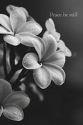 Peace Be Still – Floral Printable Wall Art